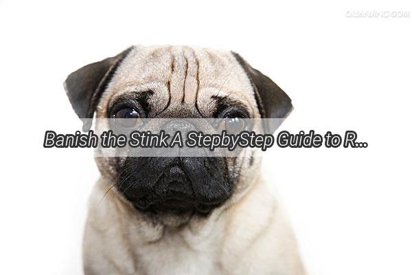 Banish the Stink A StepbyStep Guide to Removing Dog Fleas from Your Home